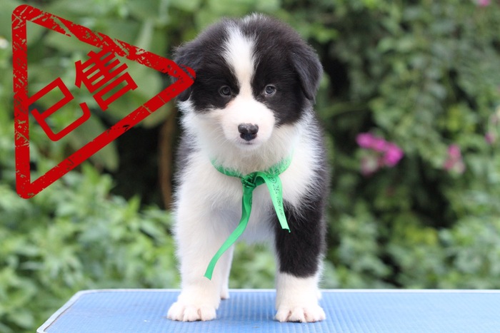 邊境牧羊犬小母，雙血統＋證書，18年8月30日生