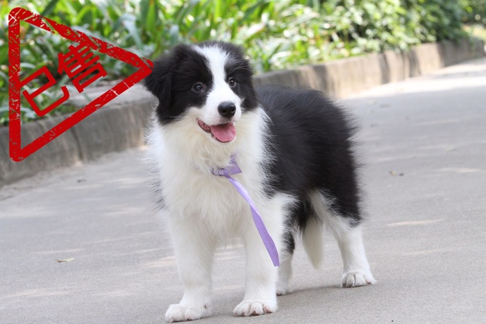 邊境牧羊犬小母