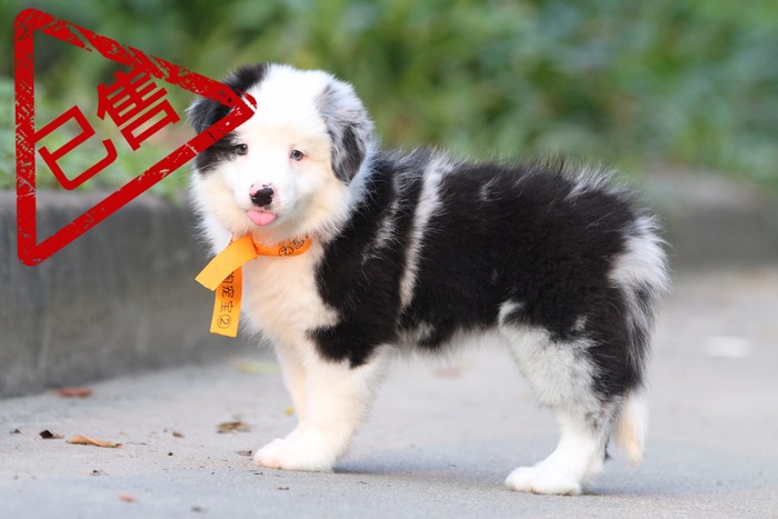 邊境牧羊犬小母