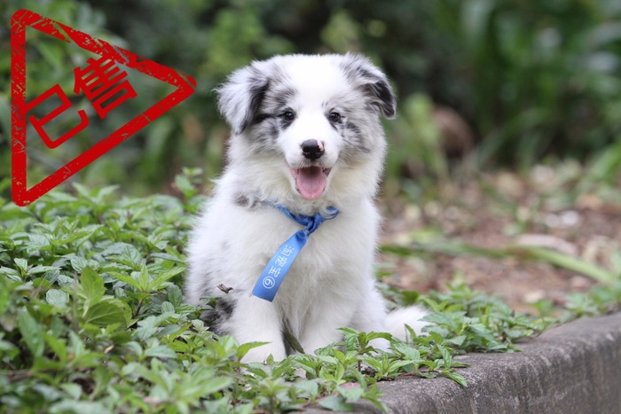 邊境牧羊犬小公