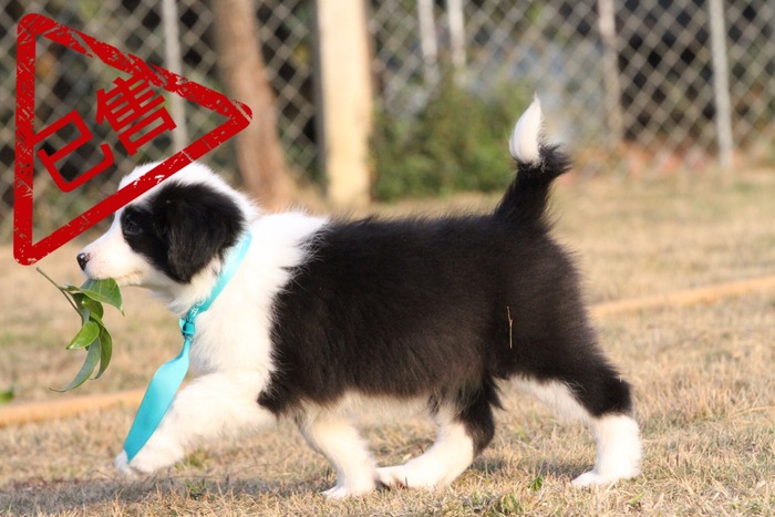 邊境牧羊犬小母