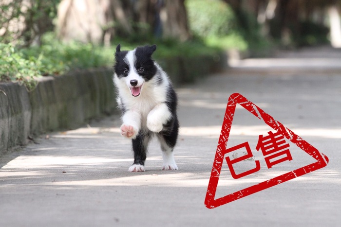 邊境牧羊犬小母