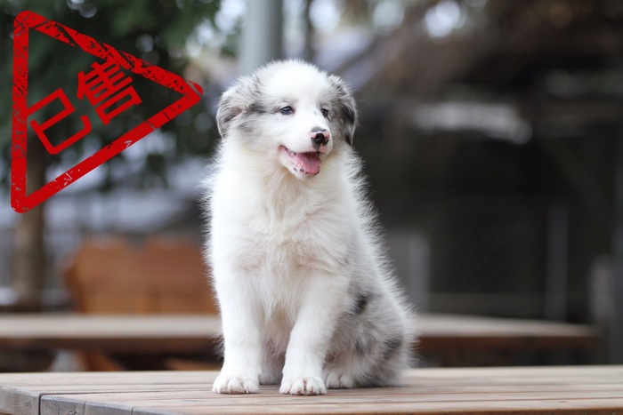 邊境牧羊犬小母