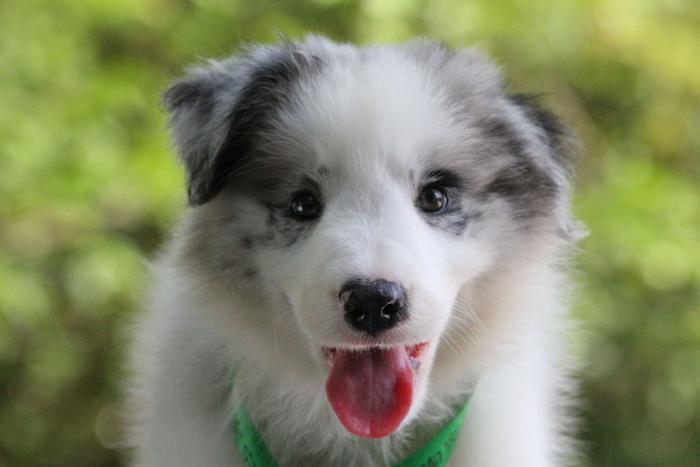 邊境牧羊犬小公，雙血統+證書，18年3月25日
