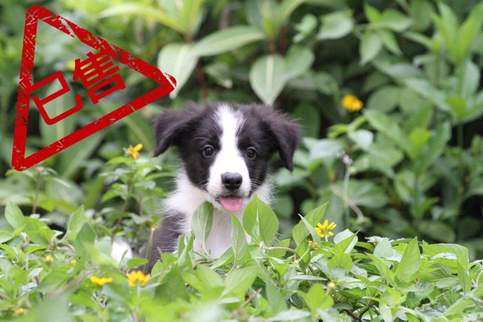 邊境牧羊犬小公