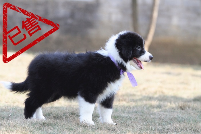 邊境牧羊犬小公