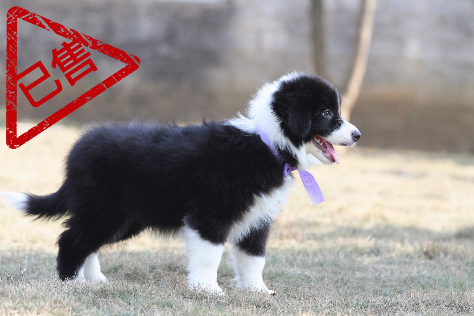 邊境牧羊犬小公