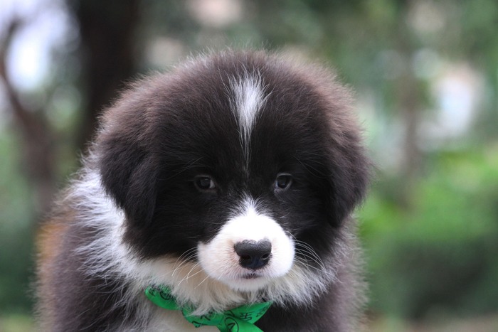 邊境牧羊犬小公，雙血統＋證書，18年10月7日出生