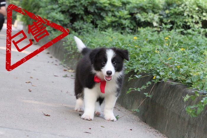 邊境牧羊犬小公