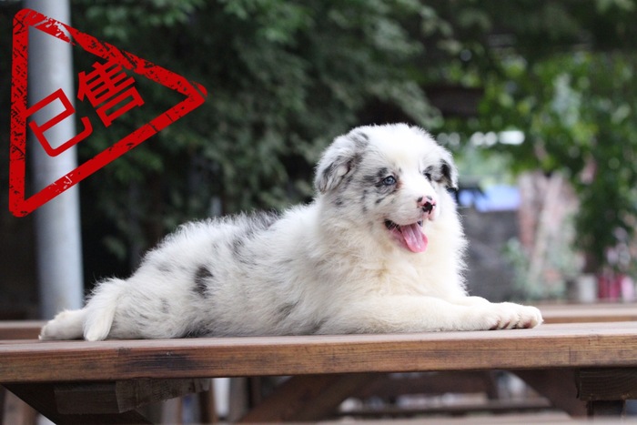 邊境牧羊犬小母