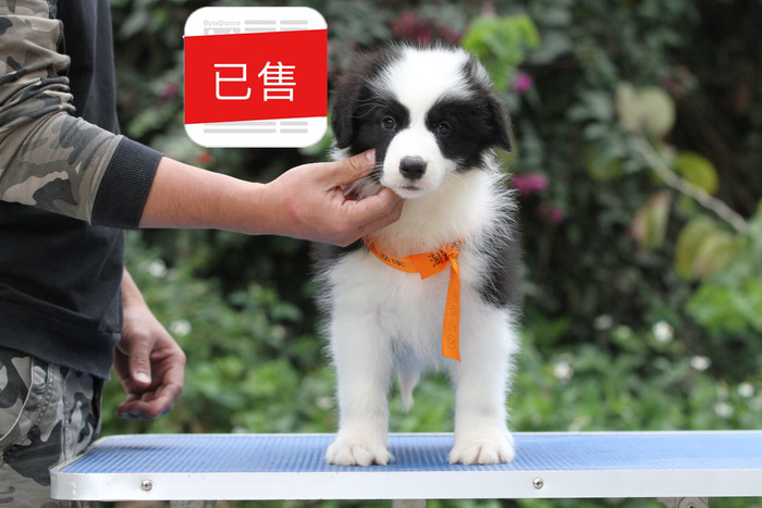 邊境牧羊犬小公