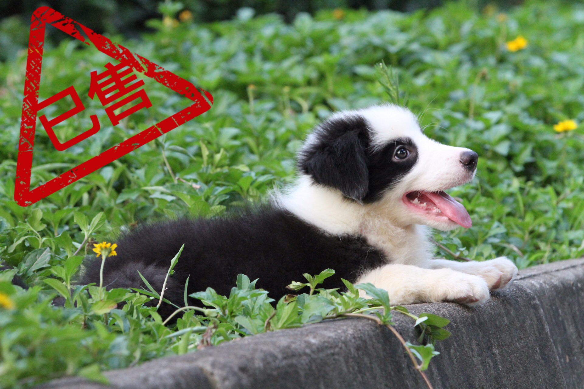 邊境牧羊犬小公