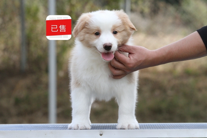 A667邊牧黃白小公已售廣東廣州！