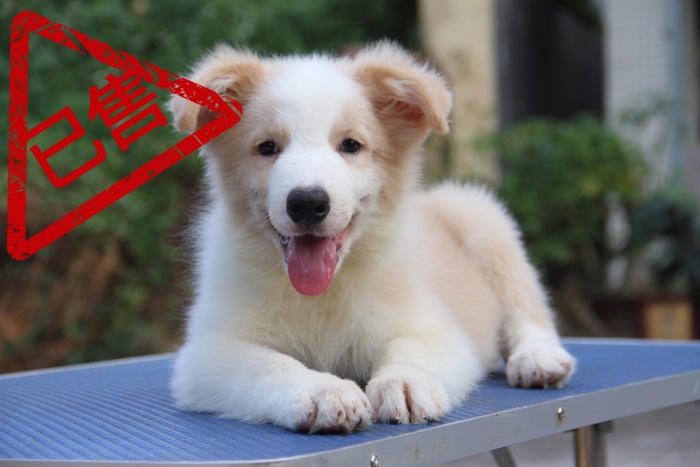 邊境牧羊犬小公