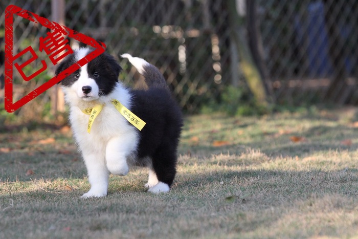 邊境牧羊犬小公