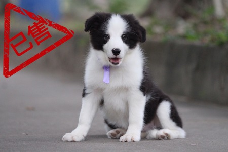 邊境牧羊犬小母