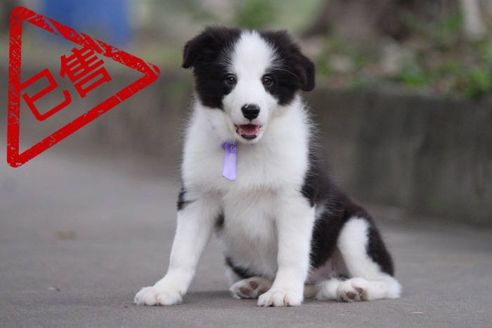 邊境牧羊犬小母