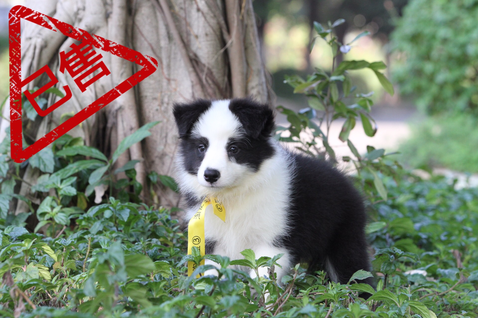 邊境牧羊犬小母