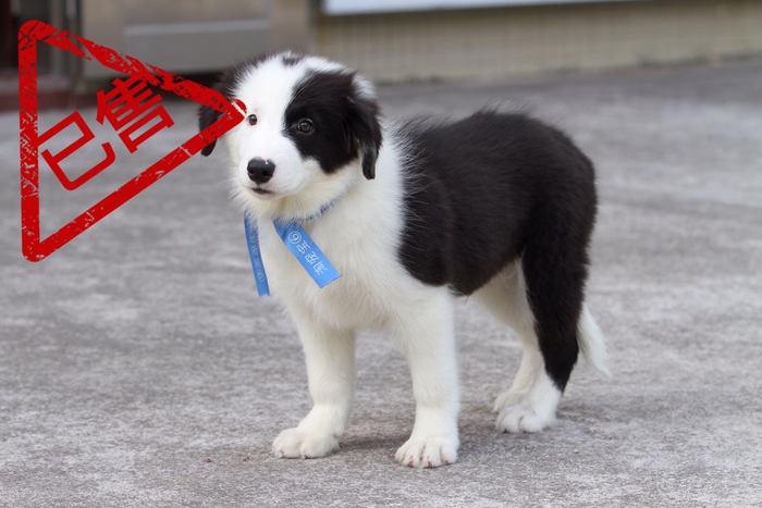 邊境牧羊犬小公