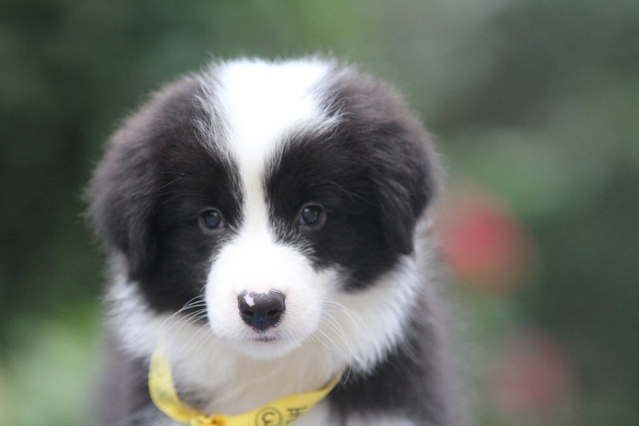 邊境牧羊犬小母，雙血統＋證書，18年10月7日出生