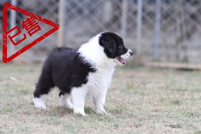邊境牧羊犬小母