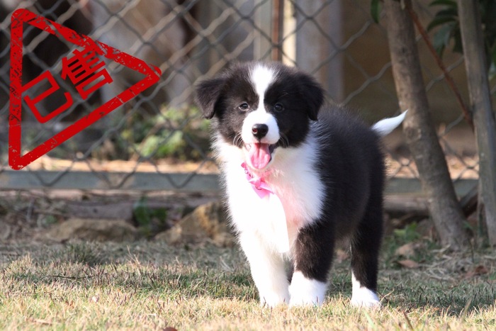 邊境牧羊犬小母