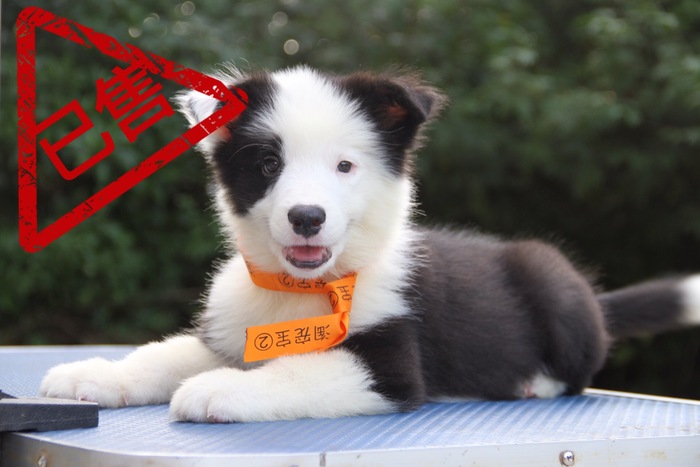 邊境牧羊犬小公