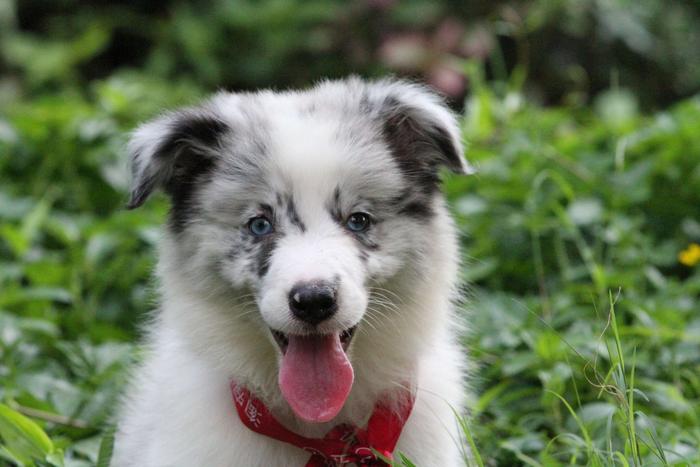 邊境牧羊犬小母，雙血統+證書，18年3月25日