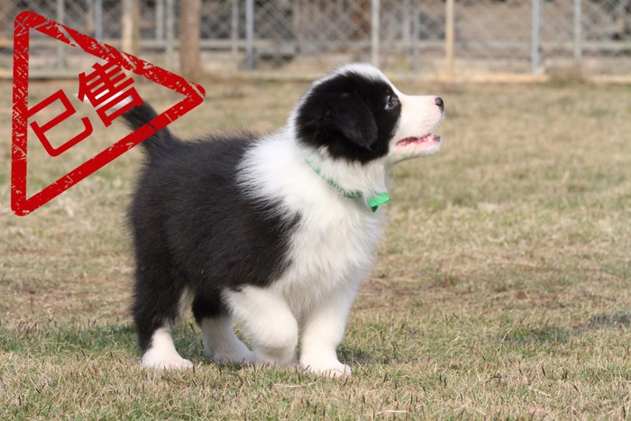 邊境牧羊犬小公