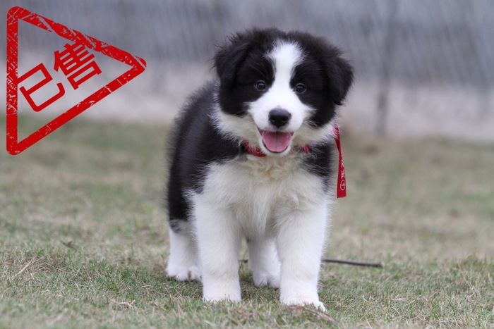 邊境牧羊犬小母