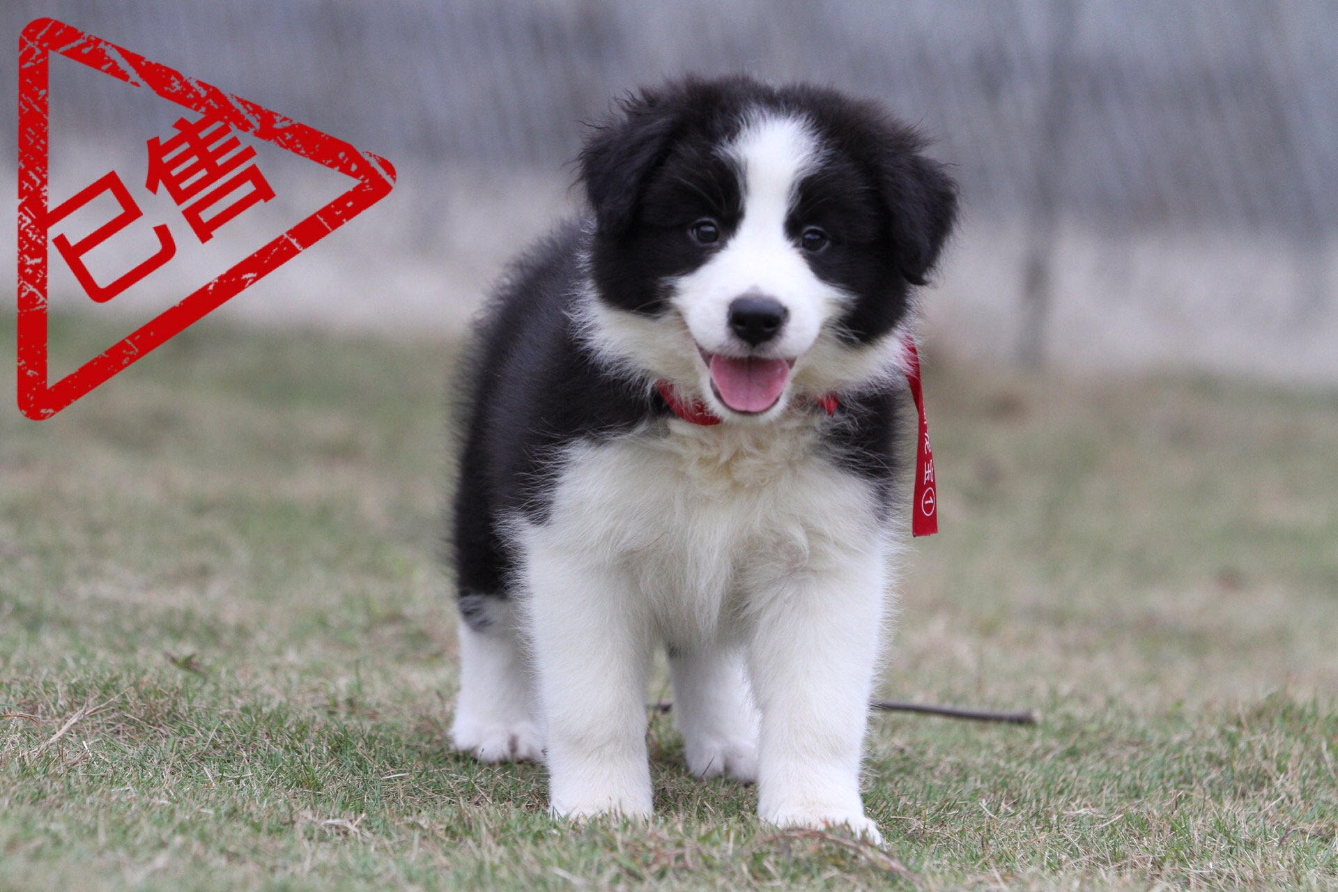邊境牧羊犬小母
