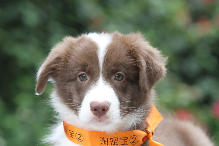 邊境牧羊犬小母，雙血統+證書，18年12月13日出生