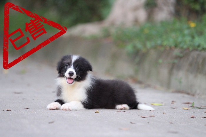 邊境牧羊犬小公