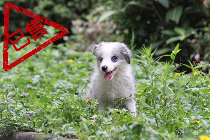 邊境牧羊犬小公