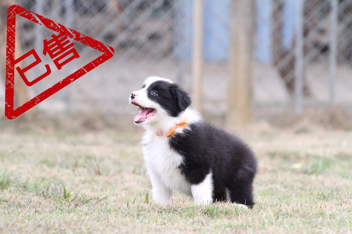 邊境牧羊犬小母