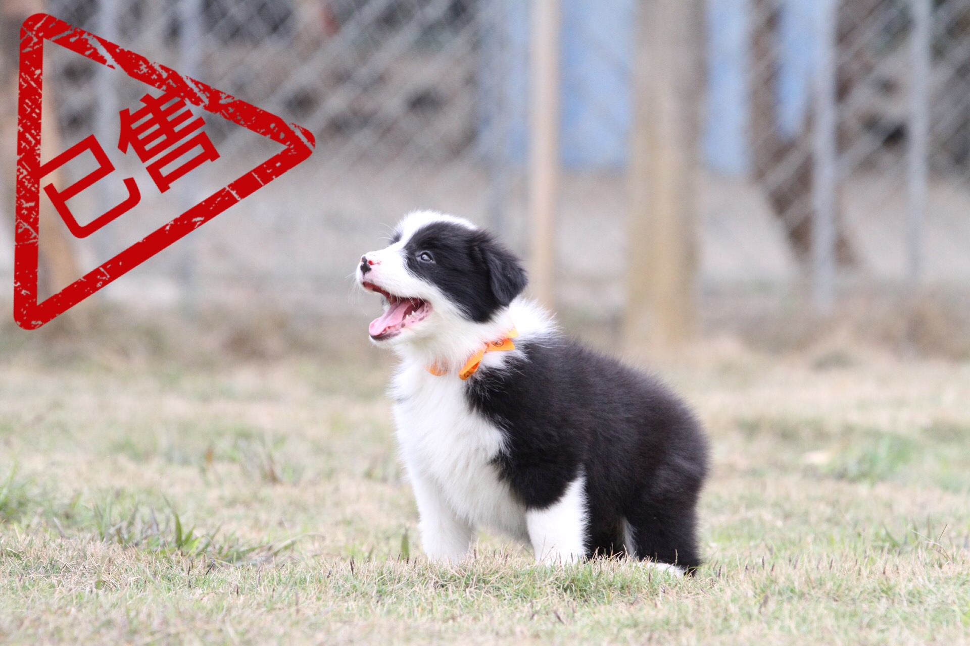 邊境牧羊犬小母