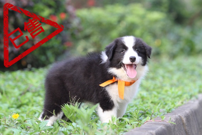 邊境牧羊犬小母