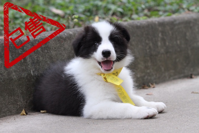 邊境牧羊犬小公