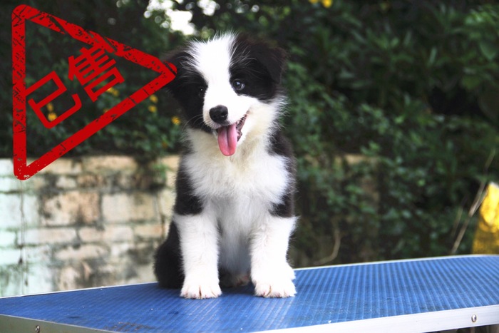 邊境牧羊犬小公