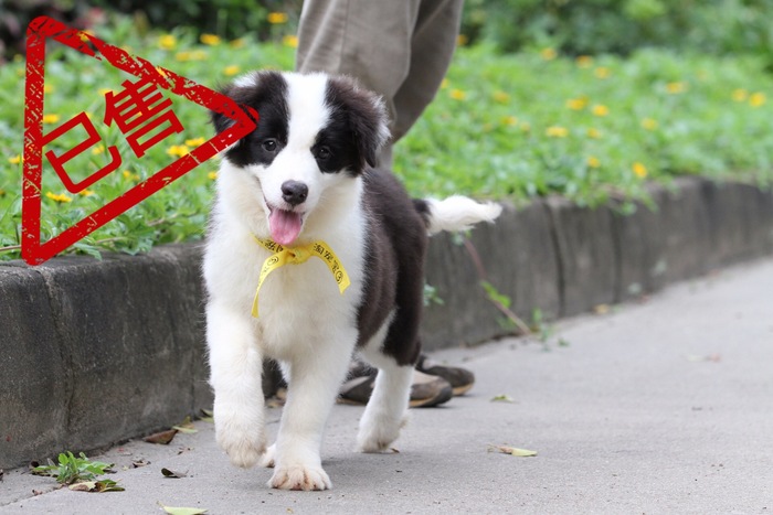 邊境牧羊犬小母