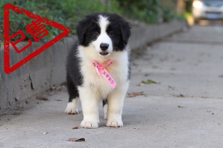 邊境牧羊犬小公