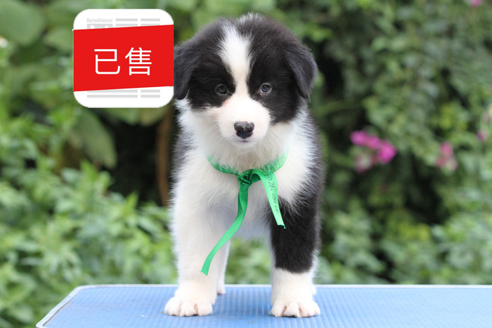 邊境牧羊犬小母