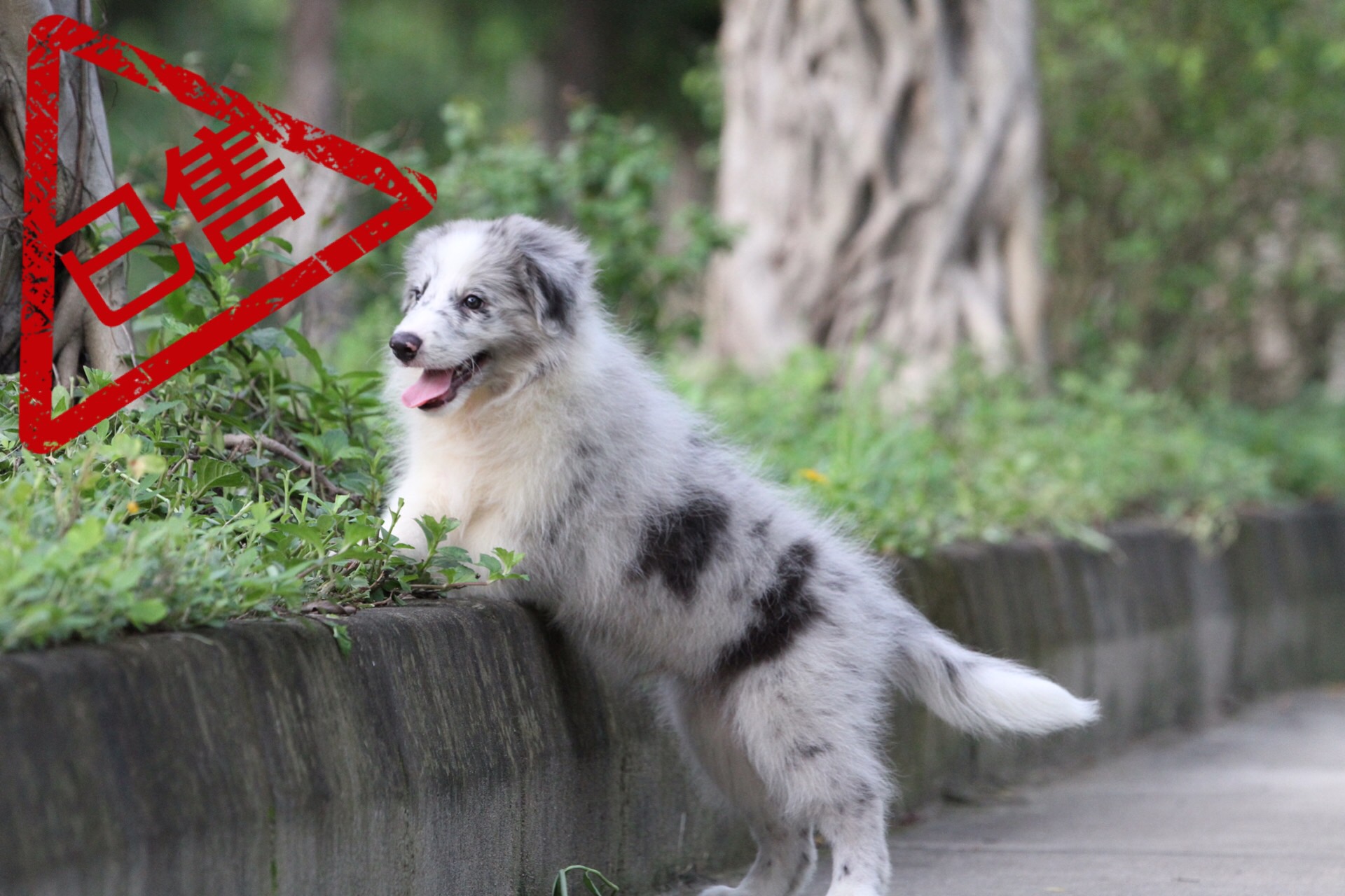 邊境牧羊犬小公