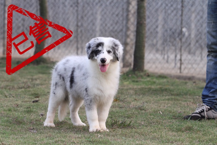 邊境牧羊犬小公