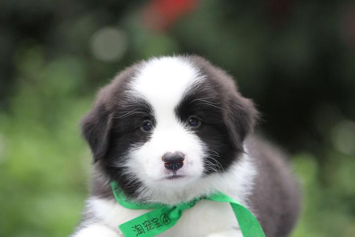 邊境牧羊犬小公，雙血統＋證書，18年10月13日出生