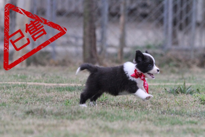 邊境牧羊犬小母