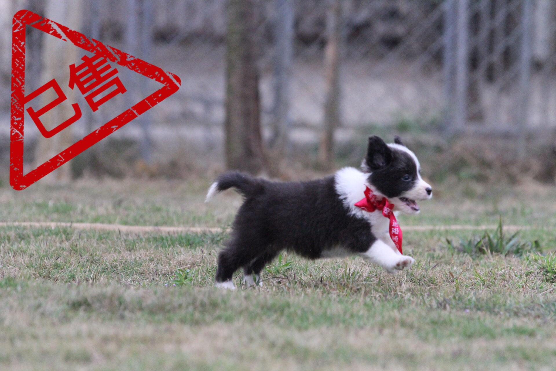 邊境牧羊犬小母