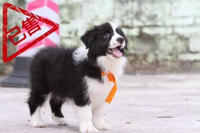 邊境牧羊犬小公