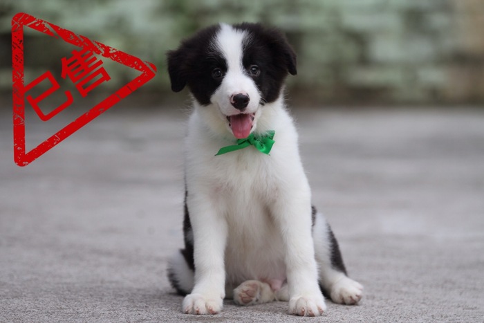 邊境牧羊犬小公