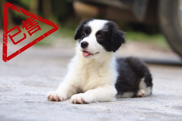 邊境牧羊犬小母